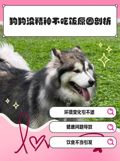 狗狗不吃饭还爱喝水是怎么回事