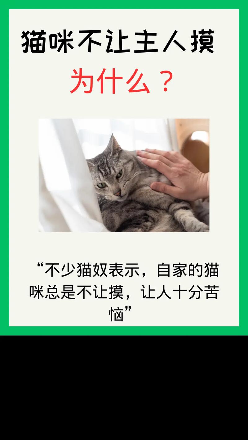 小猫两个月大一直在叫不让摸不让抱怎么办