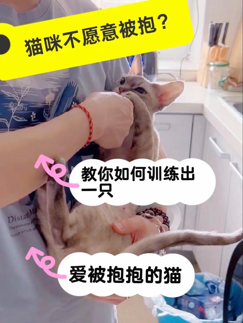 我家猫不让摸,但是走哪跟哪是什么情况?