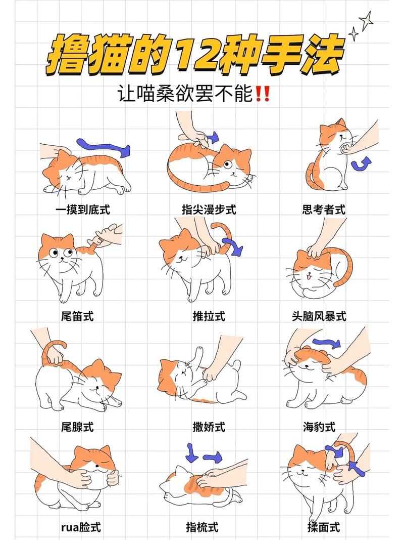 猫养了一个多月不让人摸怎么办?