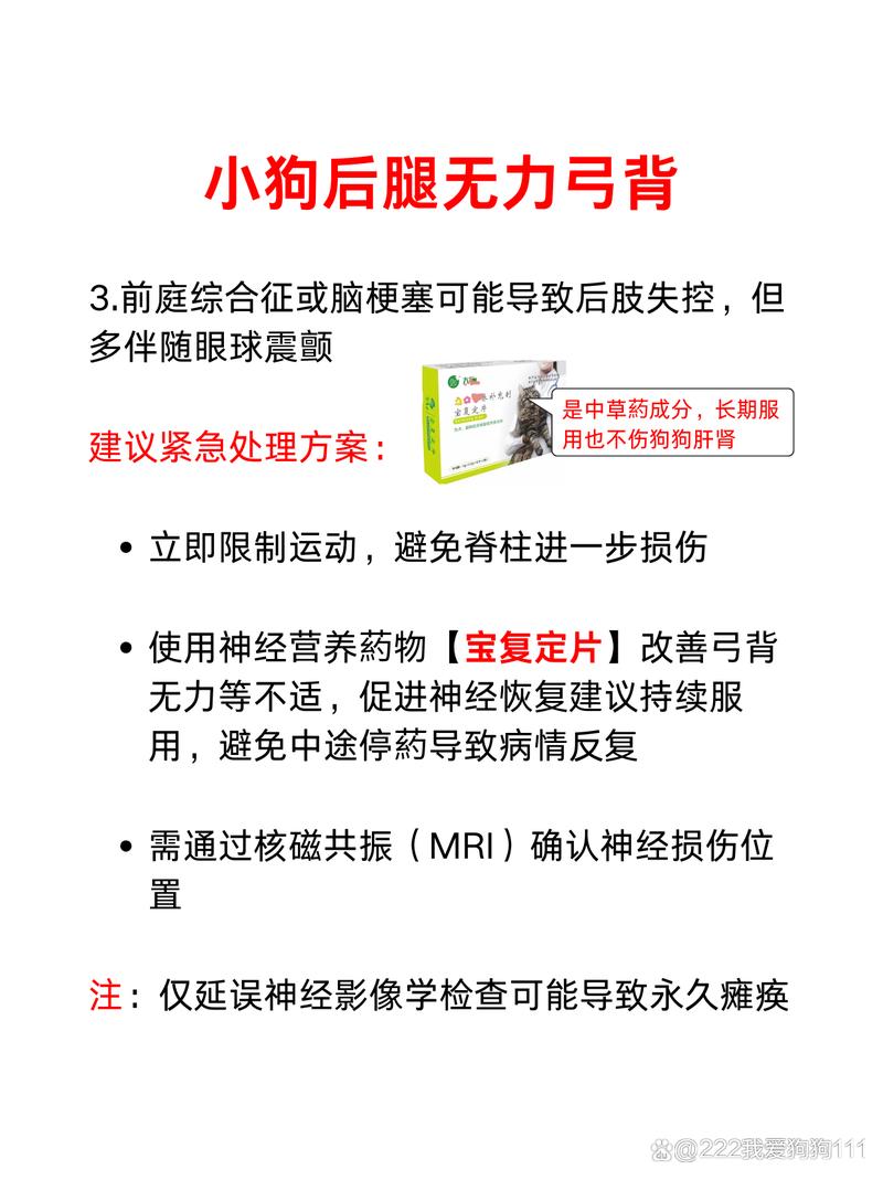 狗弓背后腿无力,可能是这些原因