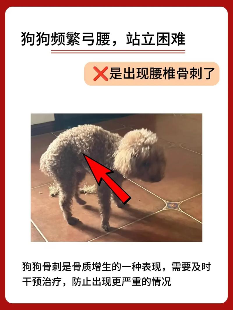 狗狗弓腰后腿无力发抖是怎么回事