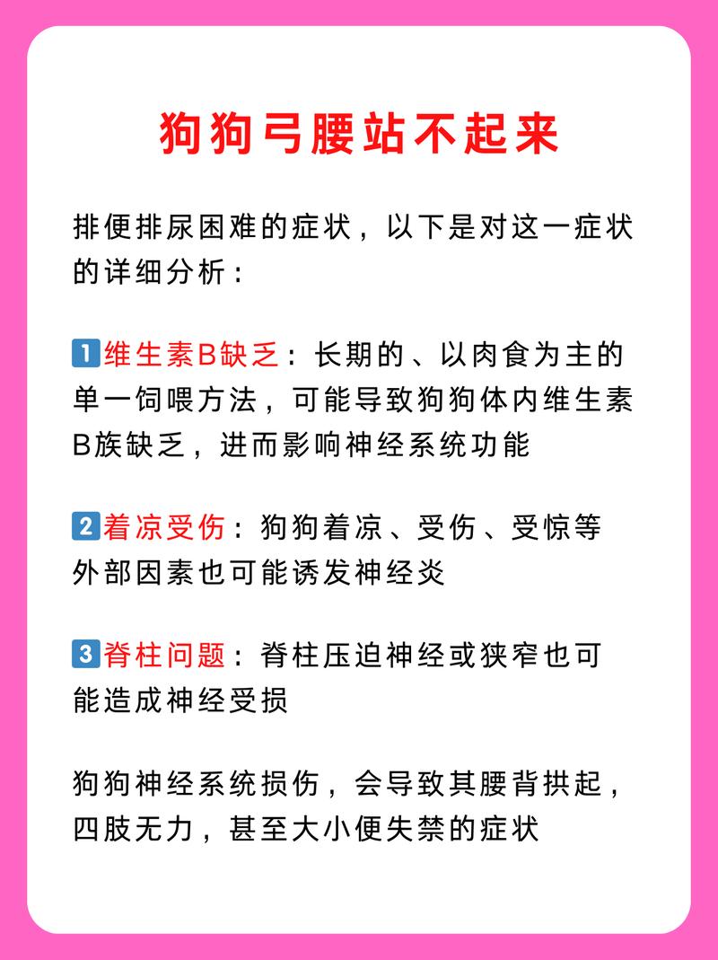 狗狗弓腰后腿无力,可能是以下三个原因: