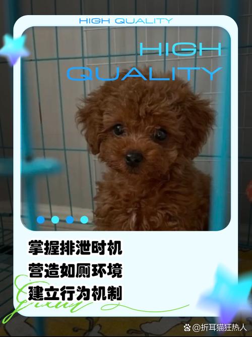 泰迪狗狗怎么训练定点大小便