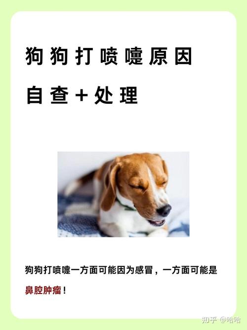 泰迪狗不停打喷嚏感冒了怎么办