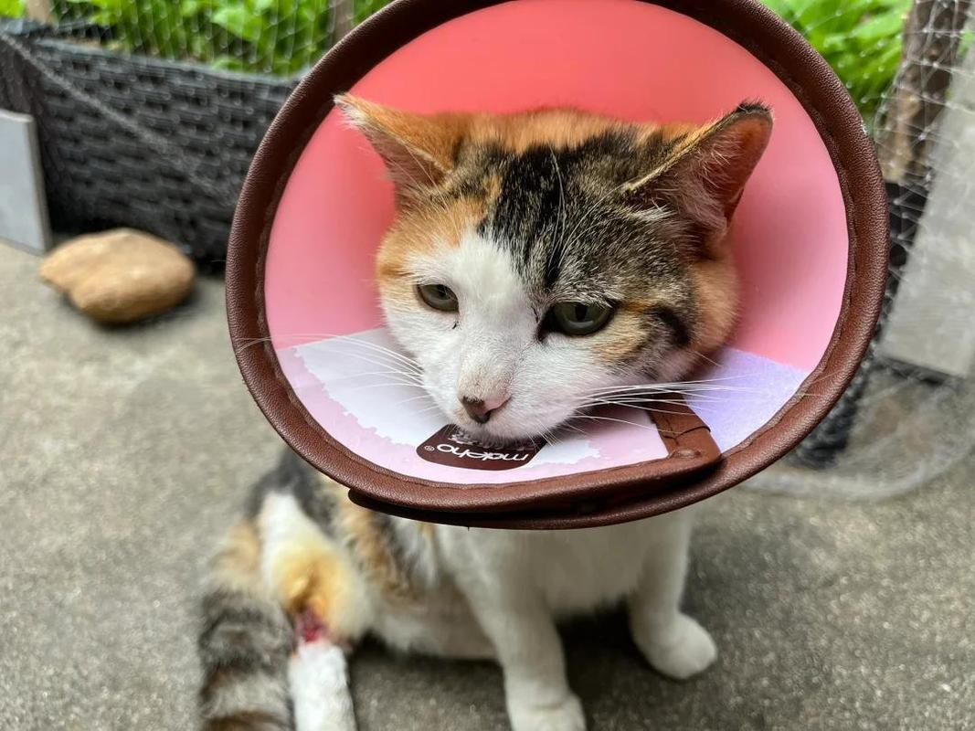 猫咪腿部受伤了怎么办?能自愈吗?