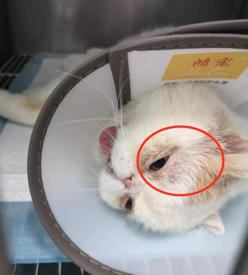 猫咪受伤掉了一块皮,应该怎么办?