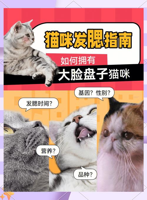 猫咪怎样发腮?