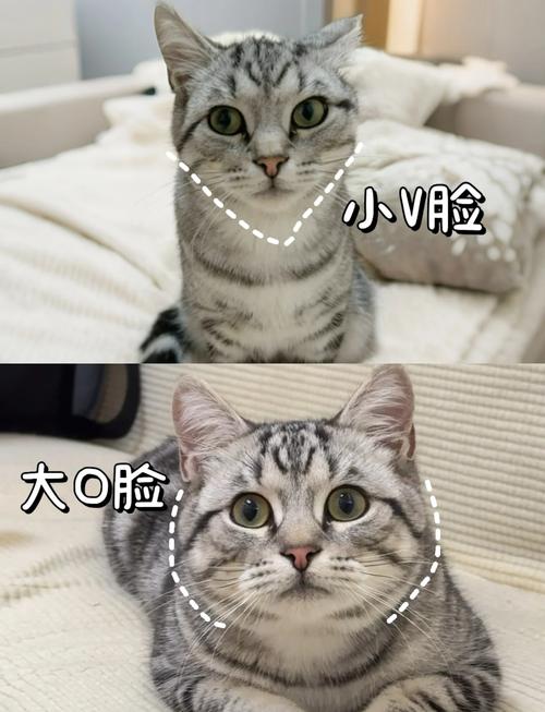 猫咪发腮是什么意思?