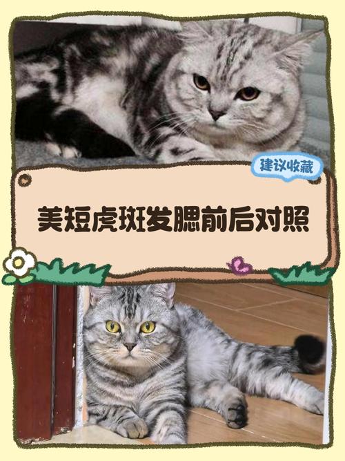 猫发腮有什么意义