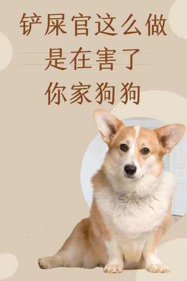 新手养狗|狗狗洗澡注意事项