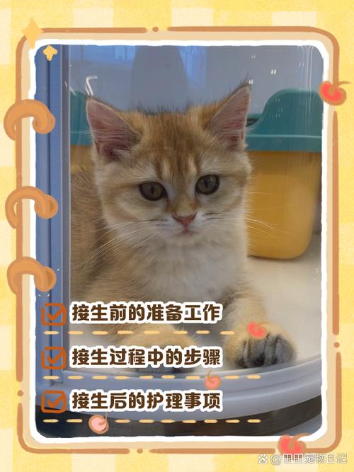 怎么给猫接生,给猫咪接生的方法
