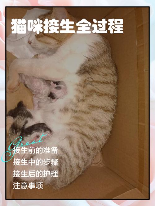怎么在家给猫咪接生小猫呢?