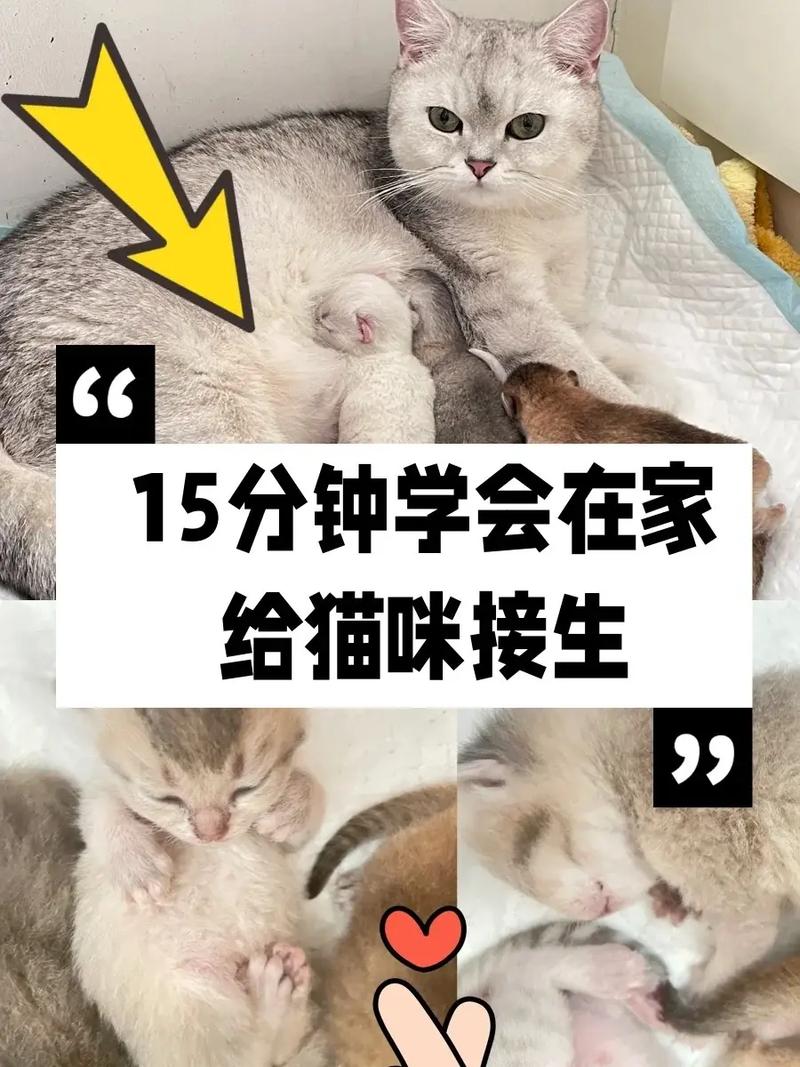 猫下崽子怎么接生?