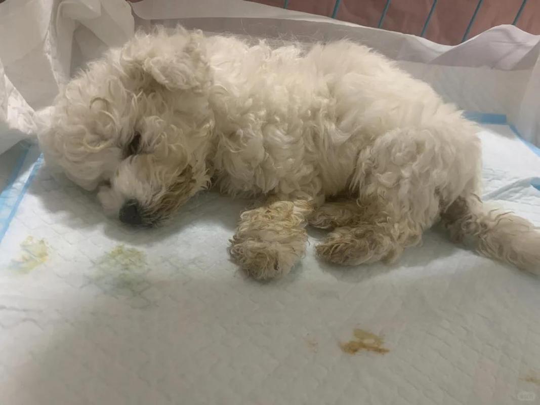 狗狗细小后为什么发抖