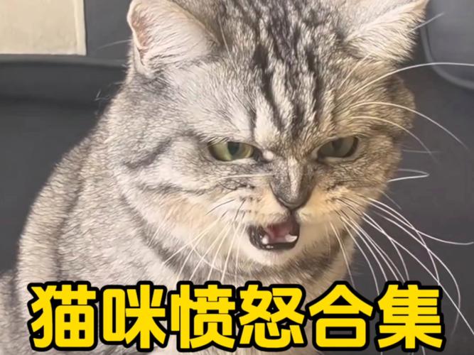 猫咪突然变得很狂躁