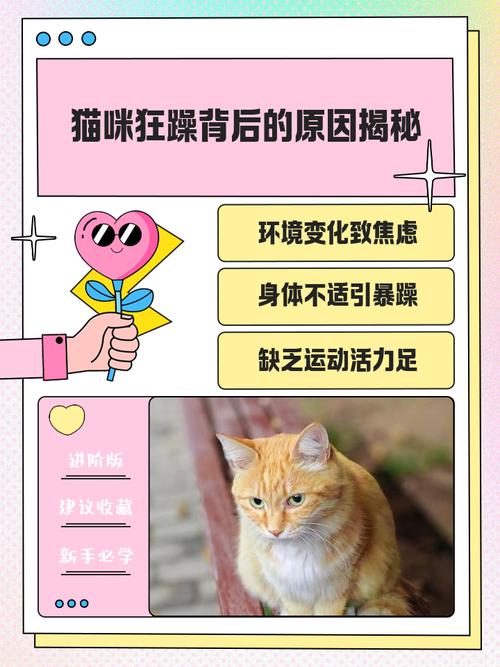 猫咪突然变得很狂躁的原因有哪些?