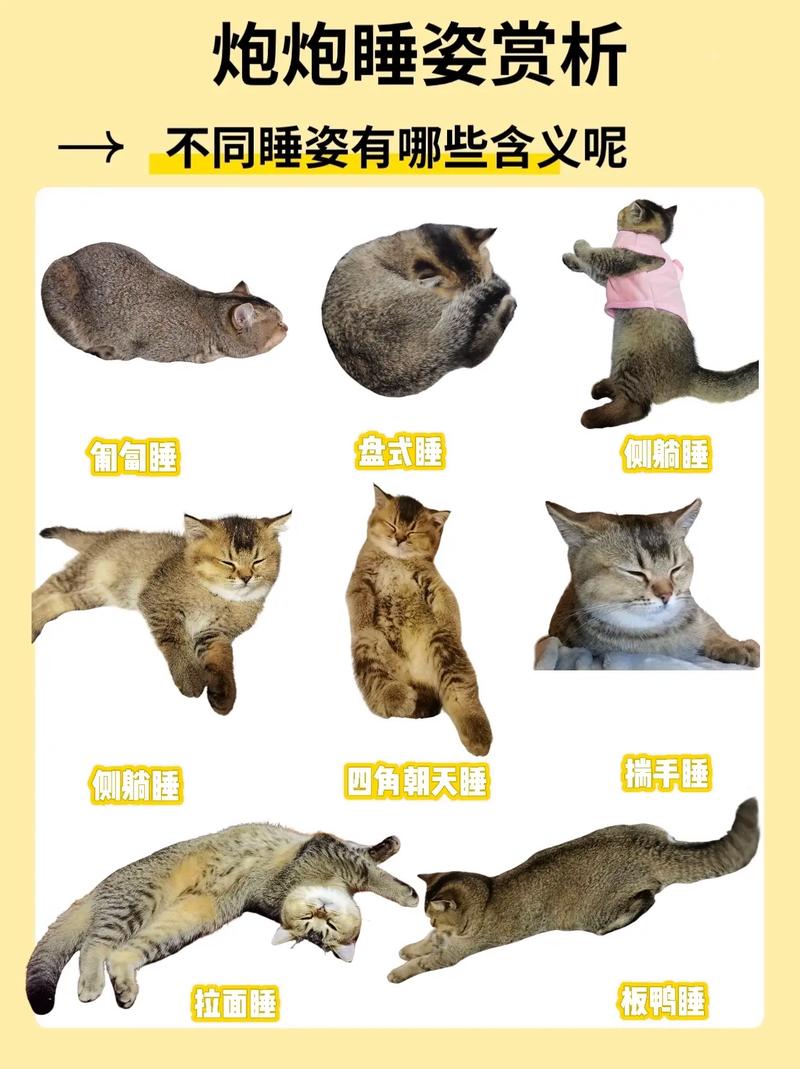 小猫睡觉发出哼哼唧唧,小猫睡觉哼哼唧唧的原因