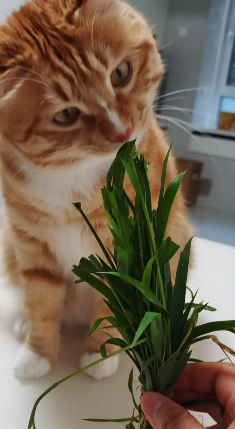 猫多大可以吃猫草?