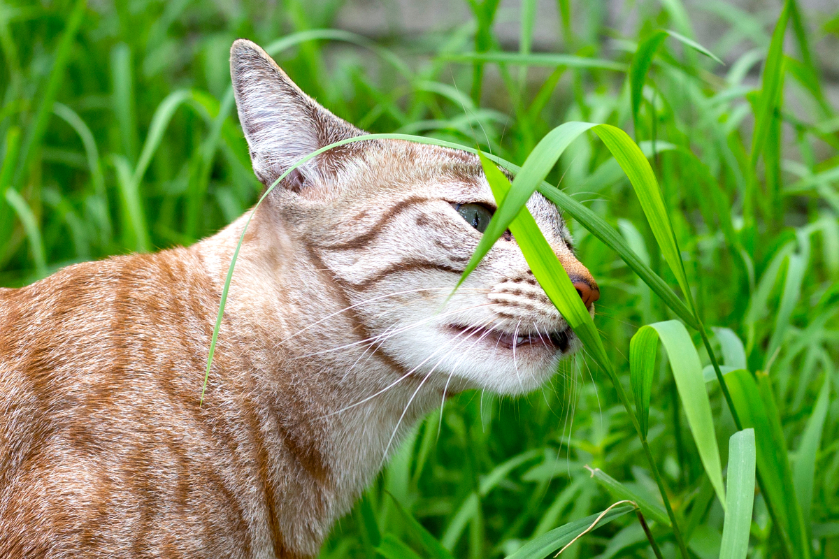2个月的猫可以吃猫草