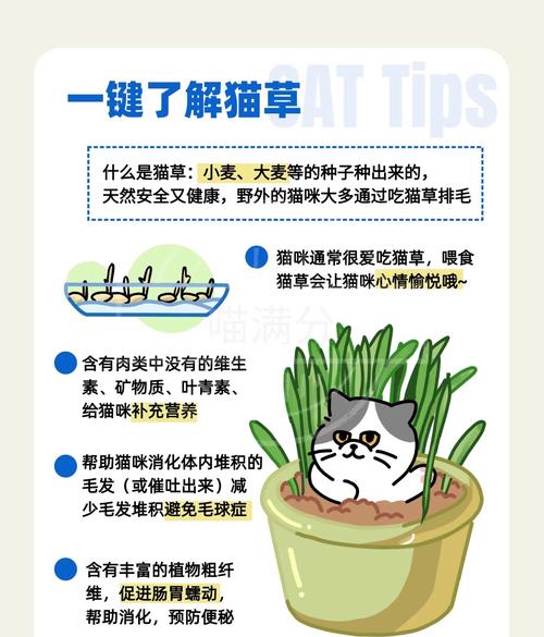 猫咪几个月喂猫草
