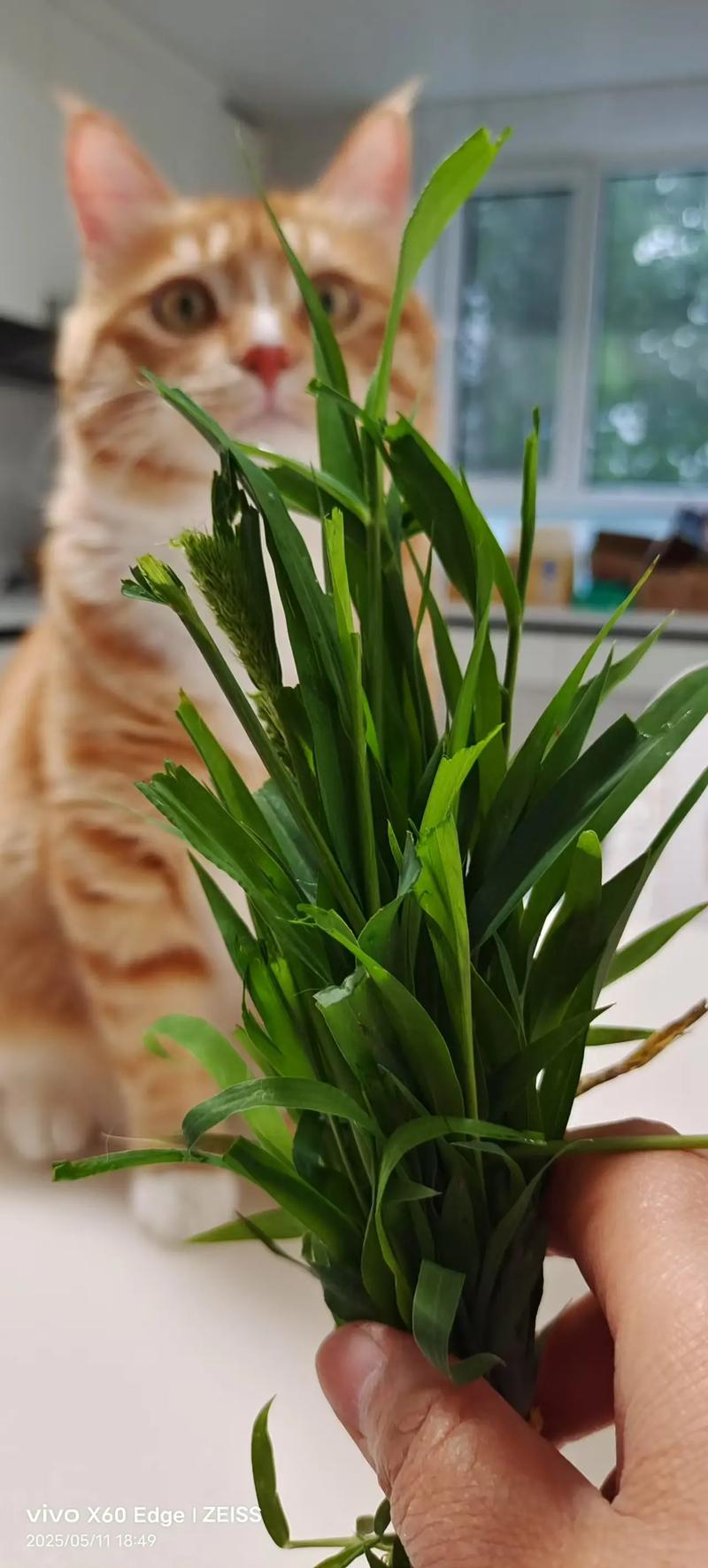 猫咪几个月可以吃猫草?