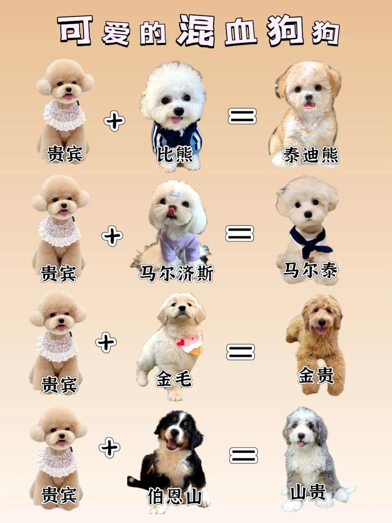 烟灰色的大眼狗狗是什么品种的?