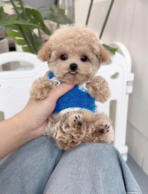 除了比熊犬泰迪熊犬,还有什么好看不掉毛的小型犬