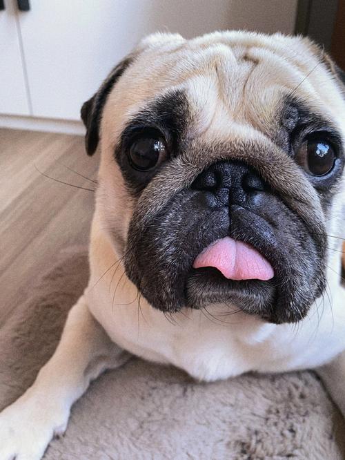 大眼睛狗狗品种