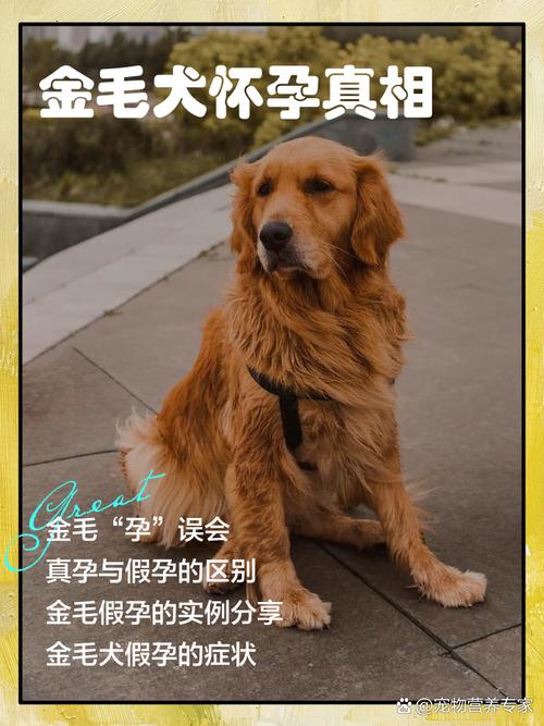 狗多大可以怀孕