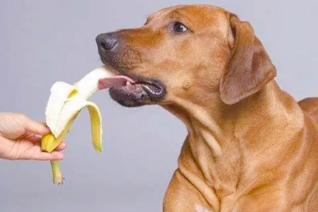 狗狗为什么老吃香蕉皮