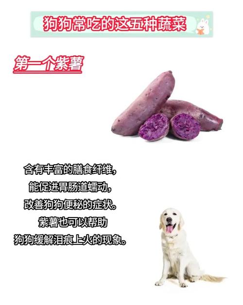 涨姿势,狗狗常吃的6种蔬菜,你知道几种?