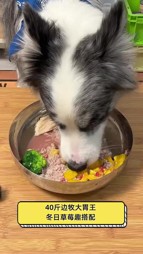 狗狗能吃什么蔬菜