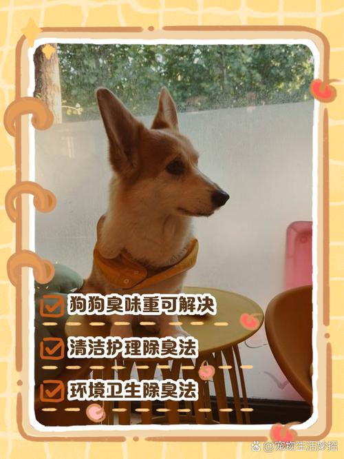 为什么你家狗狗闻起来总是臭臭的