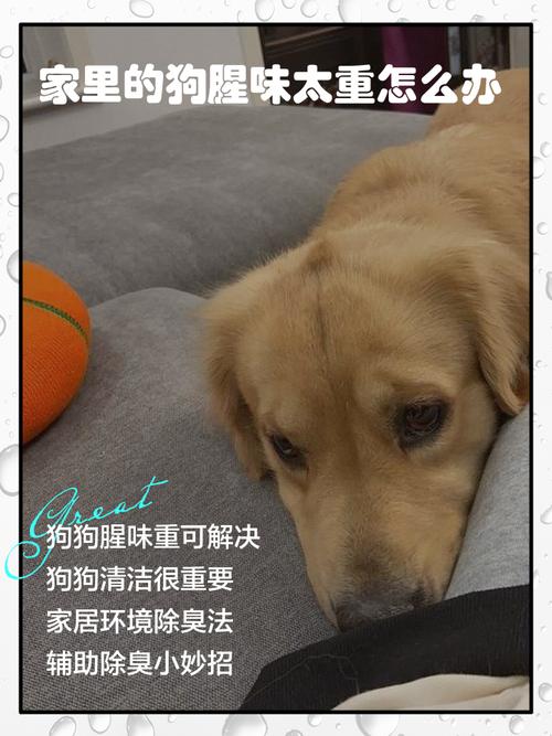 养狗久了家里有“臭味”,应该怎么处理?