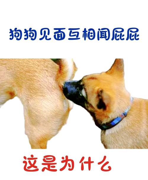 去除狗尿骚味,用这5招老偏方,太实用了