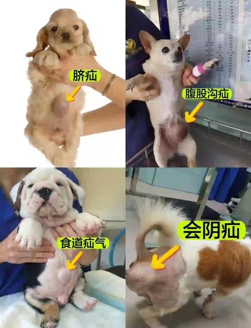 狗狗疝气是怎么引起的