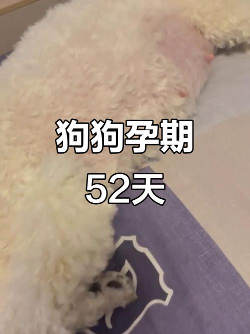 狗怀孕52天有什么反应