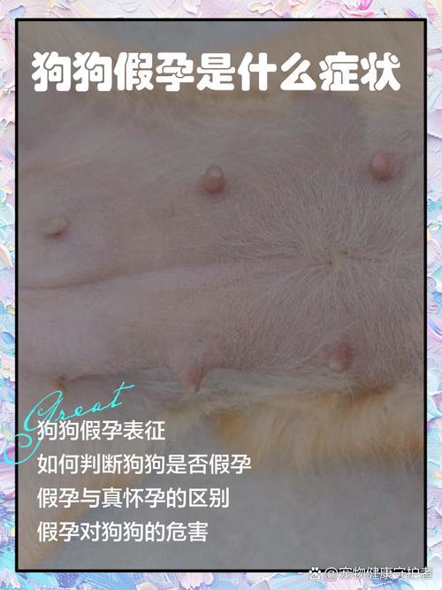 狗狗怀孕有什么症状?
