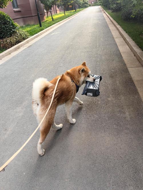 什么快递可以寄狗狗