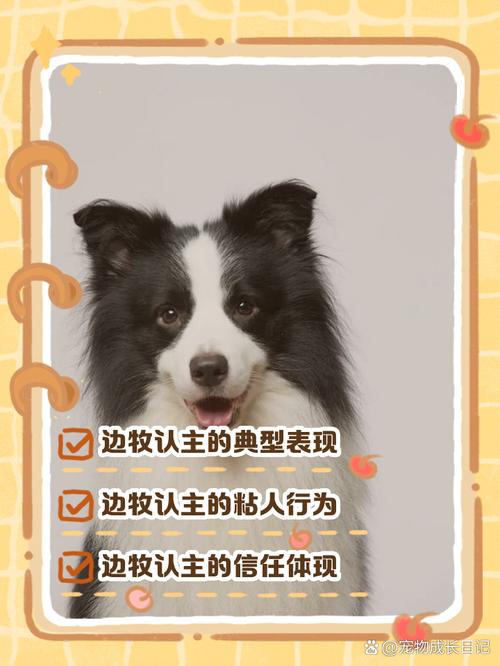 “边牧犬”认定你为主人的表现!
