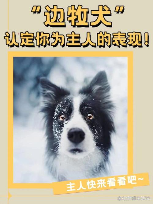 狗狗把你当“父母”,会有这些表现!