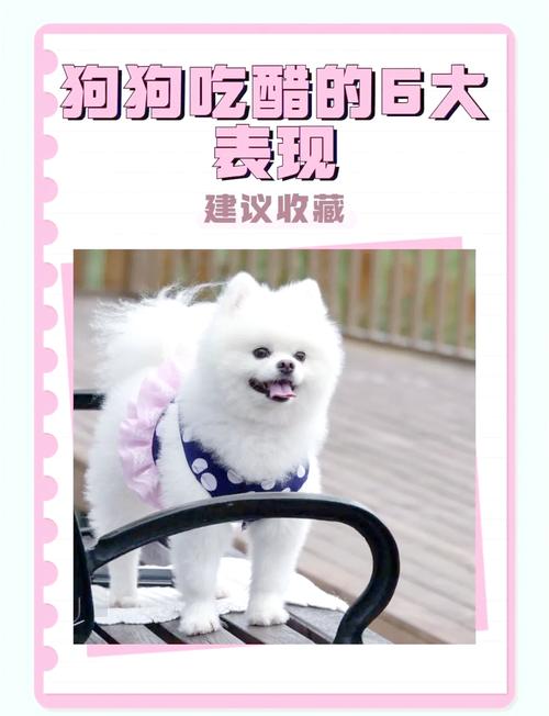 狗狗吃醋表现有哪些