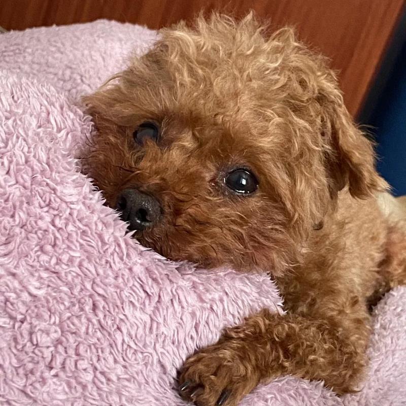 狗狗癫痫复发,换药后晃头、四肢无力属不属于正常的服药后的反应还是需...