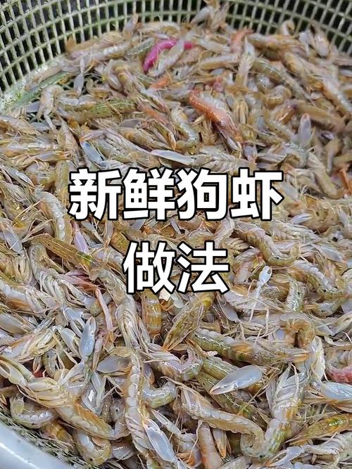 狗能不能吃虾仁