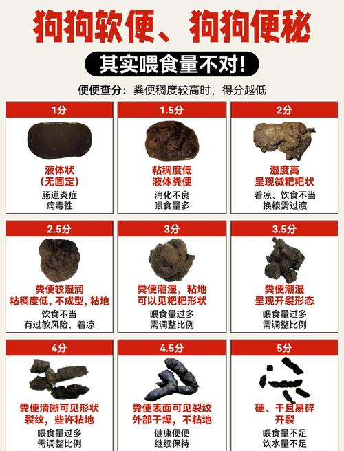 狗狗为什么大便稀了