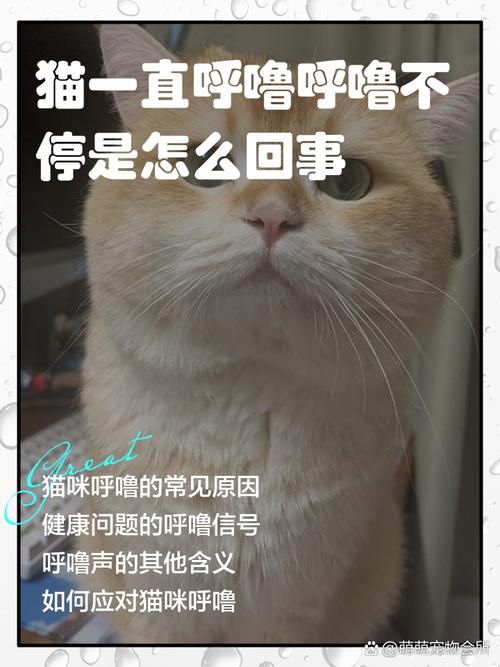 猫咪一直呼噜呼噜不停