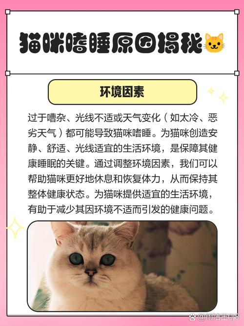 猫咪睡觉总打鼾是你不知道的健康隐患