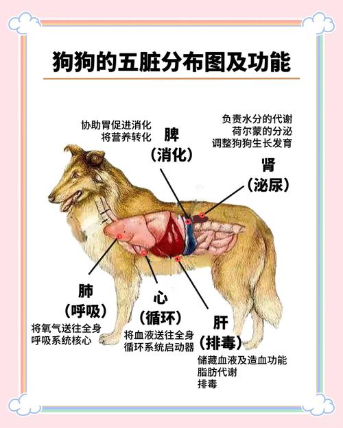 狗狗内脏吃多了会怎样呢