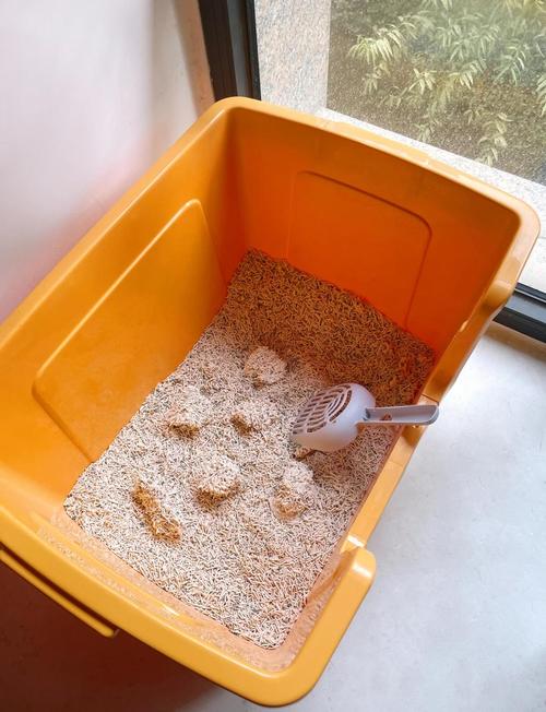 小猫没人教会用猫砂吗?